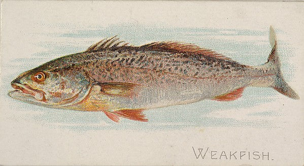 :Weakfish from the Fish from American Waters series for Alle-16x12"(A3) Poster
