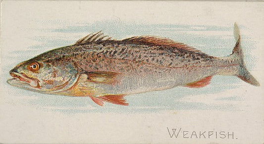 :Weakfish from the Fish from American Waters series for Alle-16x12"(A3) Poster