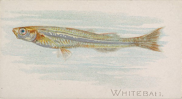 :Whitebait from the Fish from American Waters series for All-16x12"(A3) Poster