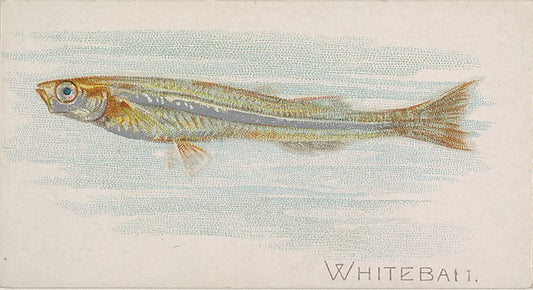 :Whitebait from the Fish from American Waters series for All-16x12"(A3) Poster