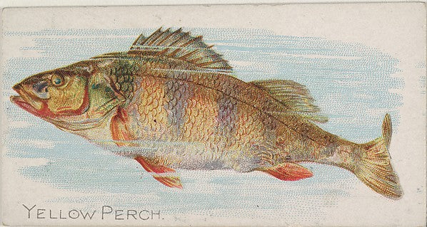 :Yellow Perch from the Fish from American Waters series for-16x12"(A3) Poster