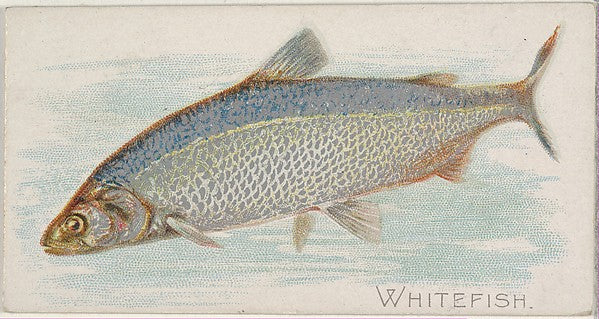 :Whitefish from the Fish from American Waters series for All-16x12"(A3) Poster
