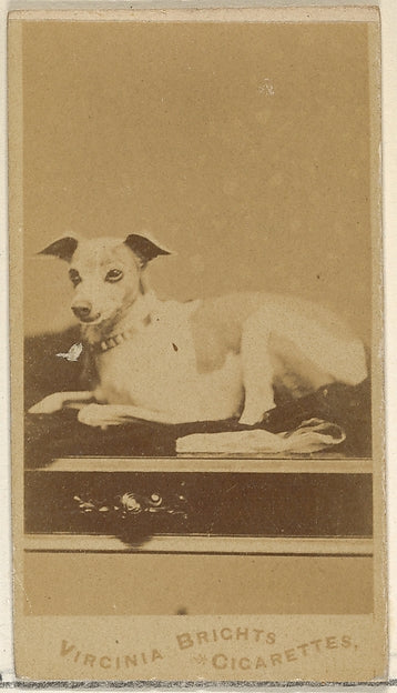 :From the Dogs series for Virginia Brights Cigarettes c1888-16x12"(A3) Poster