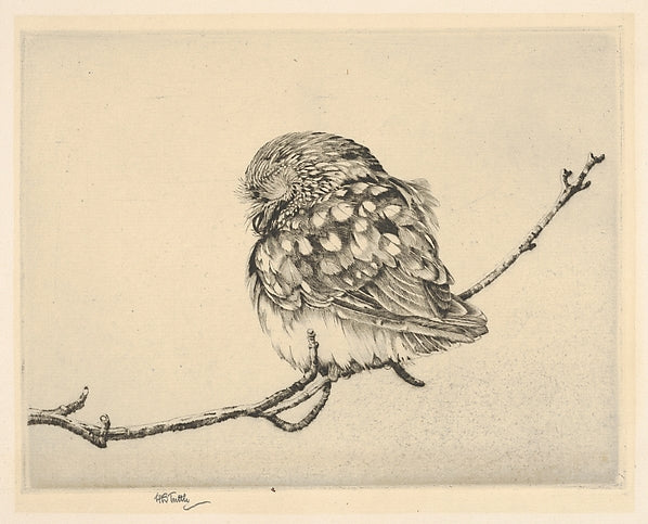 Sleeping Saw-Whet No. 1 1923-Henry Emerson Tuttle ,  Poster Print Wall Art
