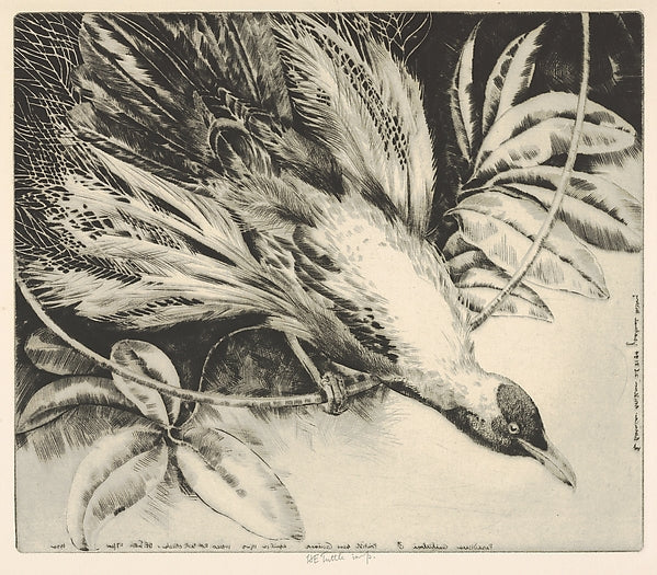 Paradisara Guilielmi  British New Guinea 1932-Henry Emerson Tu,  Poster Print Wall Art