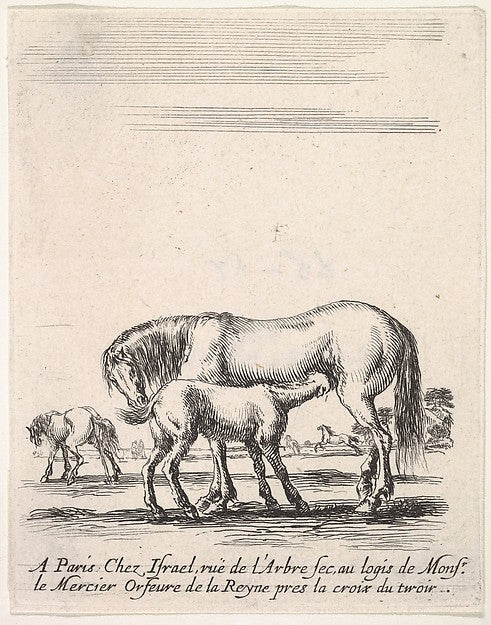 Stefano della Bella :Mare suckling a foal in center another -16x12"(A3) Poster