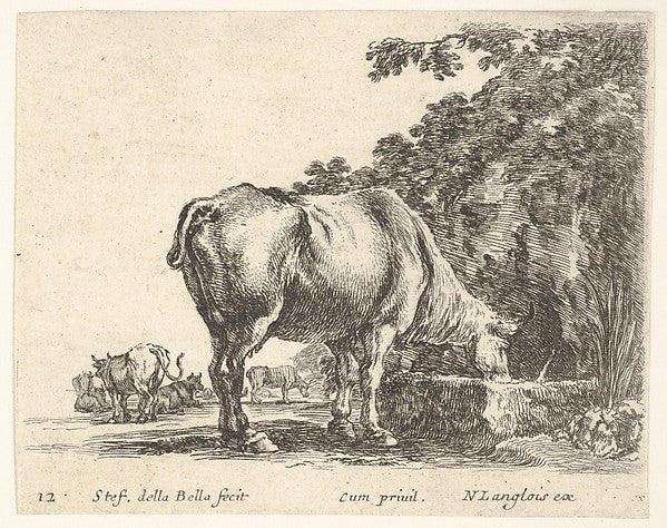 Stefano della Bella :Plate 12: a cow drinking from a stone t-16x12"(A3) Poster