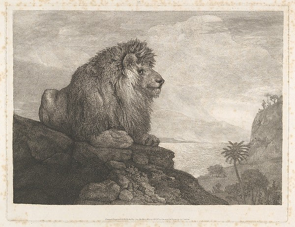 A Lion  May 1,1788-George Stubbs,16x12"(A3)Poster