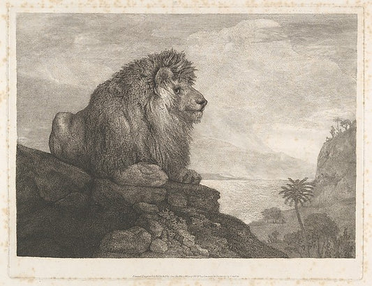 A Lion  May 1,1788-George Stubbs,16x12"(A3)Poster