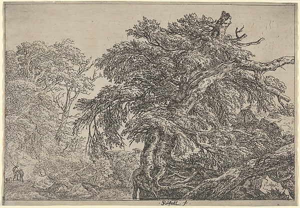 The Great Beech  c1652-Jacob van Ruisdael, Poster Print