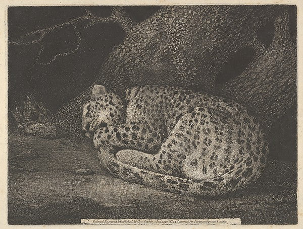 A Sleeping Leopard January 1,1791-George Stubbs,16x12"(A3)Poster