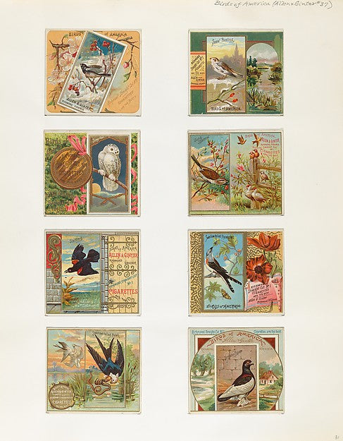 :Album 202 page 31 1884–93-16x12"(A3) Poster