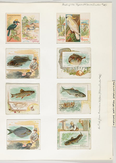 :Album 202 page 39 1884–93-16x12"(A3) Poster