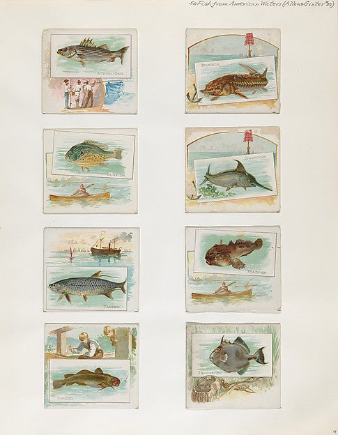 :Album 202 page 44 1884–93-16x12"(A3) Poster