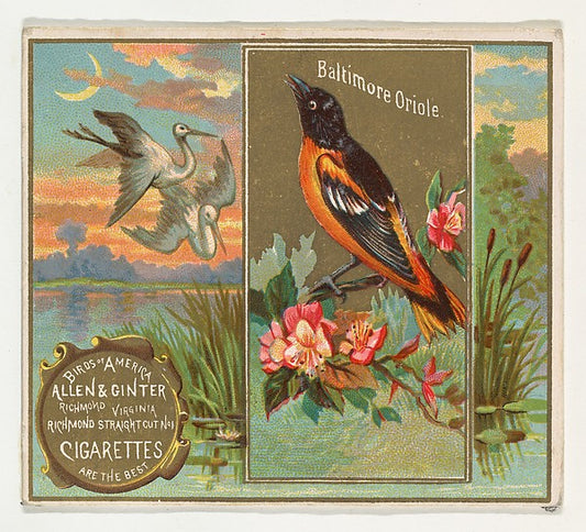 :Baltimore Oriole from the Birds of America series for Allen-16x12"(A3) Poster