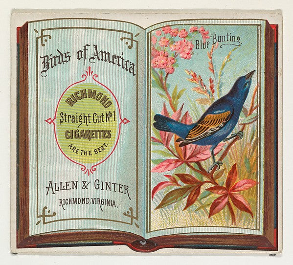 :Blue Bunting from the Birds of America series for Allen & G-16x12"(A3) Poster