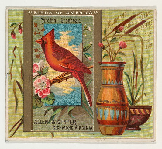 :Cardinal Grosbeak from the Birds of America series for Alle-16x12"(A3) Poster