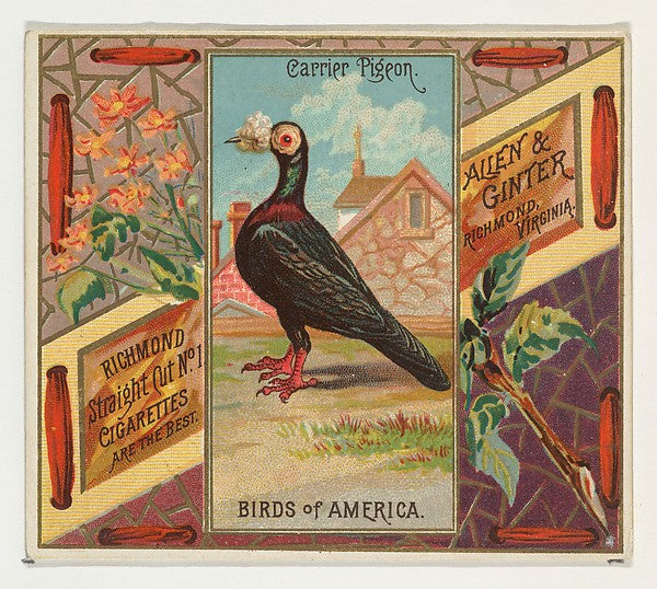 :Carrier Pigeon from the Birds of America series for Allen &-16x12"(A3) Poster