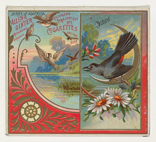 :Catbird from the Birds of America series for Allen & Ginter-16x12"(A3) Poster