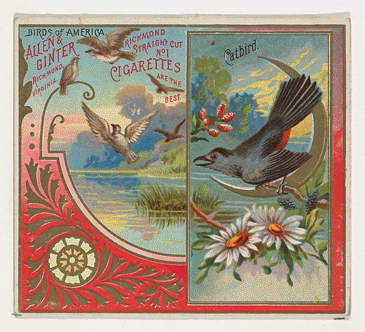 :Catbird from the Birds of America series for Allen & Ginter-16x12"(A3) Poster