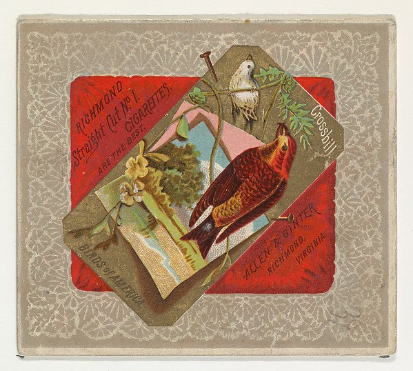 :Crossbill from the Birds of America series for Allen & Gint-16x12"(A3) Poster