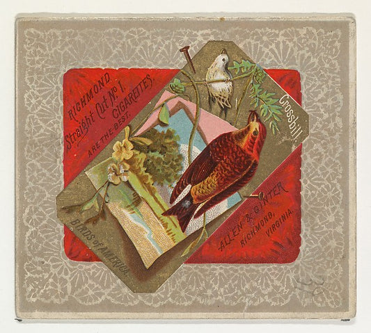 :Crossbill from the Birds of America series for Allen & Gint-16x12"(A3) Poster