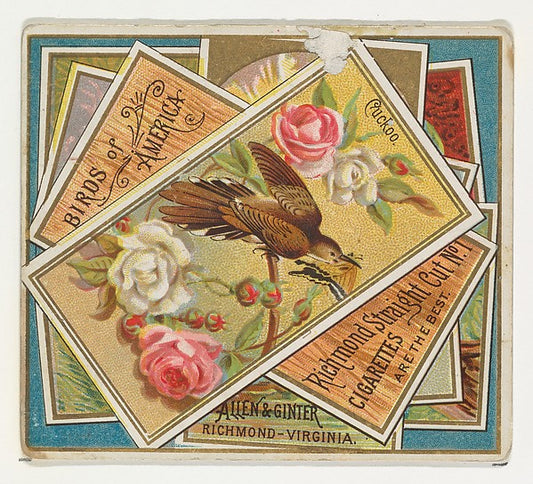 :Cuckoo from the Birds of America series for Allen & Ginter -16x12"(A3) Poster