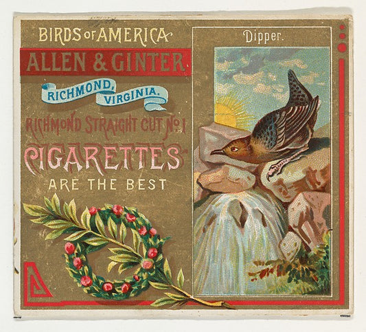 :Dipper from the Birds of America series for Allen & Ginter -16x12"(A3) Poster
