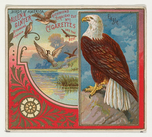 :Eagle from the Birds of America series for Allen & Ginter C-16x12"(A3) Poster