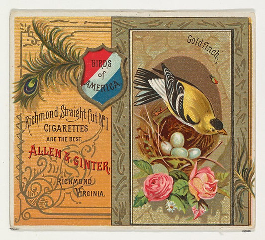 :Goldfinch from the Birds of America series for Allen & Gint-16x12"(A3) Poster
