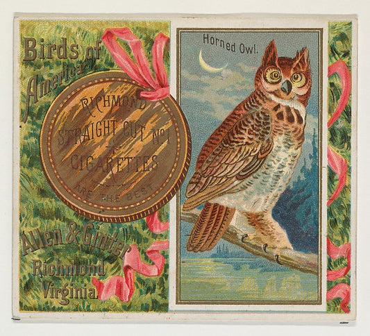 :Horned Owl from the Birds of America series for Allen & Gin-16x12"(A3) Poster