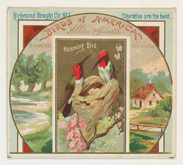 :Hummingbird from the Birds of America series for Allen & Gi-16x12"(A3) Poster