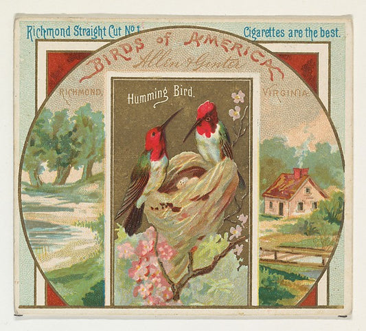 :Hummingbird from the Birds of America series for Allen & Gi-16x12"(A3) Poster