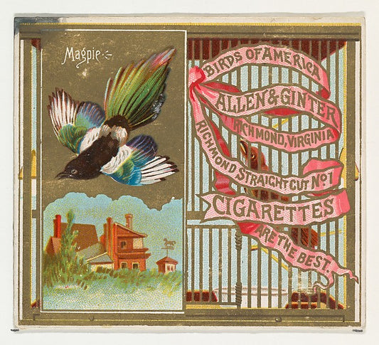 :Magpie from the Birds of America series for Allen & Ginter -16x12"(A3) Poster