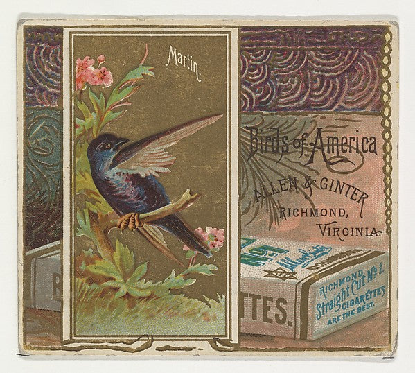 :Martin from the Birds of America series for Allen & Ginter -16x12"(A3) Poster