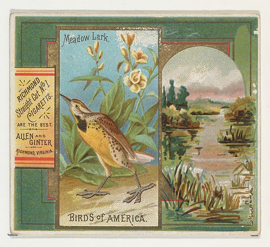 :Meadow Lark from the Birds of America series for Allen & Gi-16x12"(A3) Poster