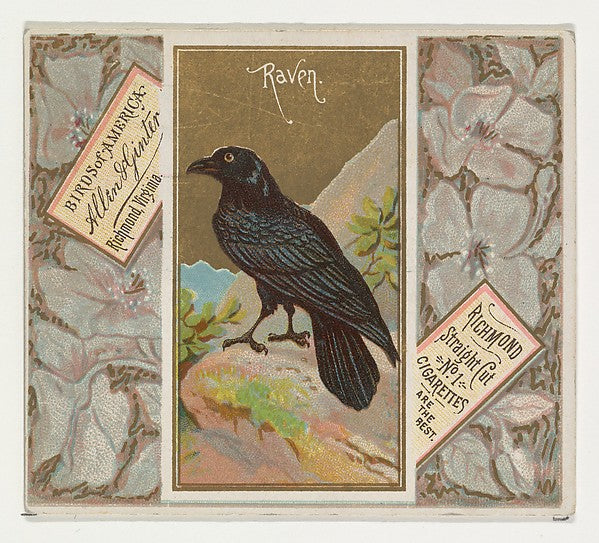 :Raven from the Birds of America series for Allen & Ginter C-16x12"(A3) Poster