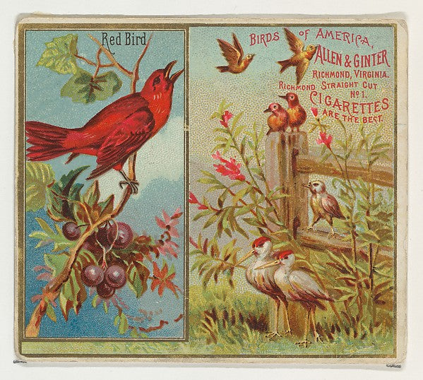 :Red Bird from the Birds of America series for Allen & Ginte-16x12"(A3) Poster