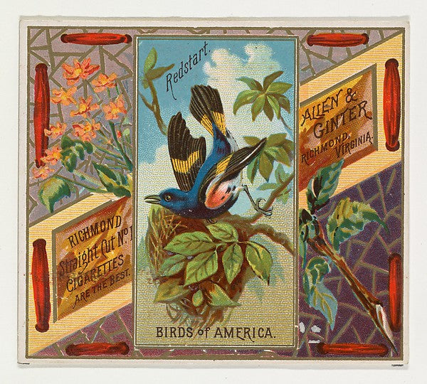 :Redstart from the Birds of America series for Allen & Ginte-16x12"(A3) Poster