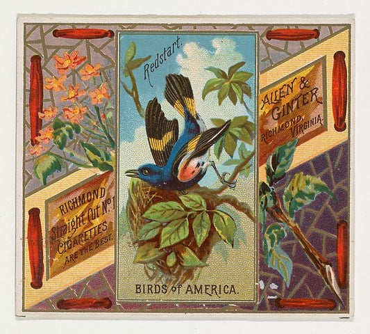 :Redstart from the Birds of America series for Allen & Ginte-16x12"(A3) Poster