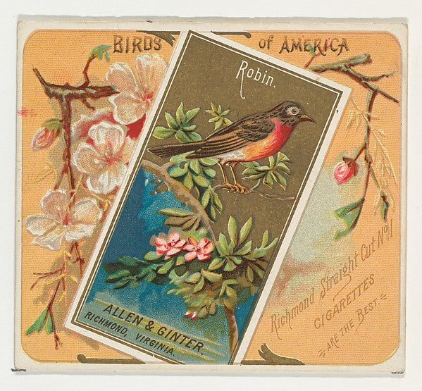 :Robin from the Birds of America series for Allen & Ginter C-16x12"(A3) Poster