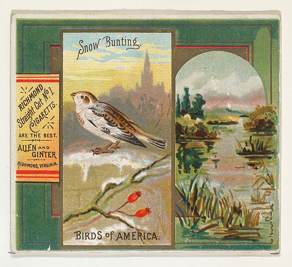 :Snow Bunting from the Birds of America series for Allen & G-16x12"(A3) Poster