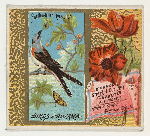 :Swallow-tailed Flycatcher from the Birds of America series -16x12"(A3) Poster