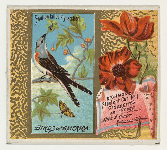 :Swallow-tailed Flycatcher from the Birds of America series -16x12"(A3) Poster