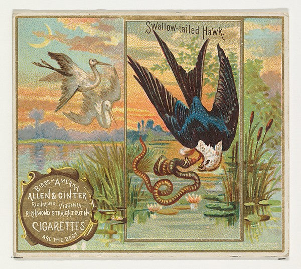 :Swallow-tailed Hawk from the Birds of America series for Al-16x12"(A3) Poster