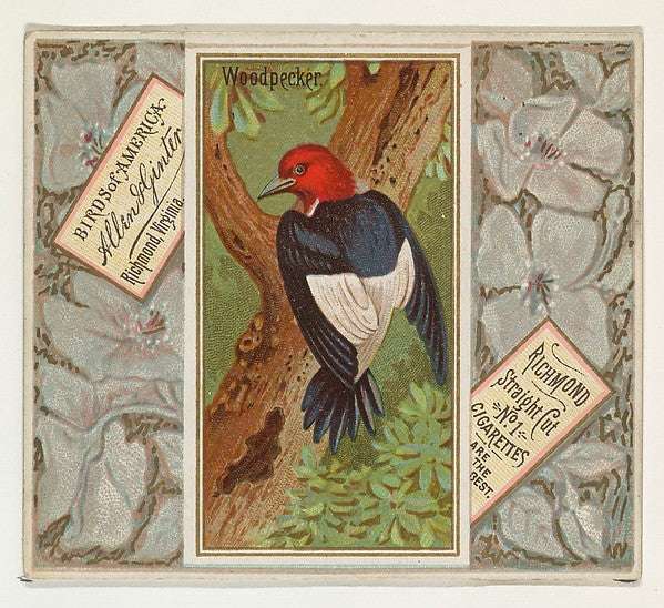 :Woodpecker from the Birds of America series for Allen & Gin-16x12"(A3) Poster