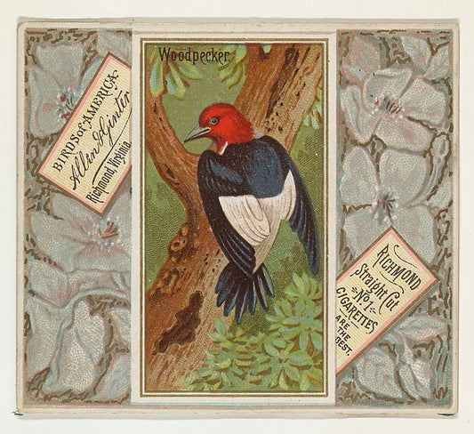 :Woodpecker from the Birds of America series for Allen & Gin-16x12"(A3) Poster