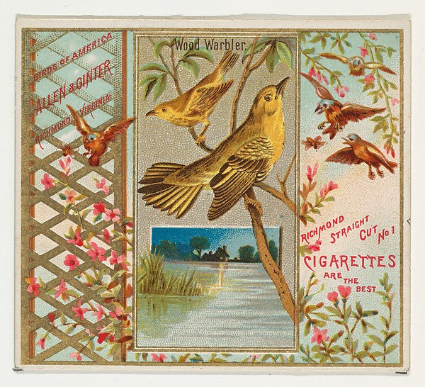 :Wood Warbler from the Birds of America series for Allen & G-16x12"(A3) Poster