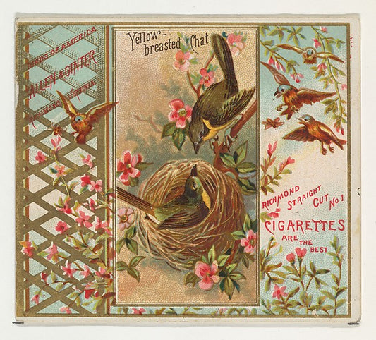 :Yellow-breasted Chat from the Birds of America series for A-16x12"(A3) Poster