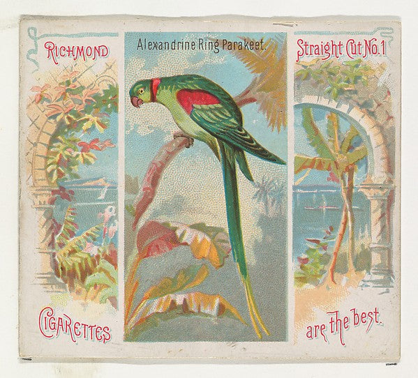 :Alexandrine Ring Parakeet from Birds of the Tropics series -16x12"(A3) Poster